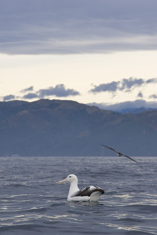 Royal Albatross